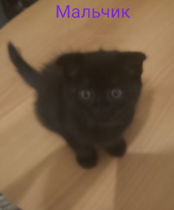 Британские котята