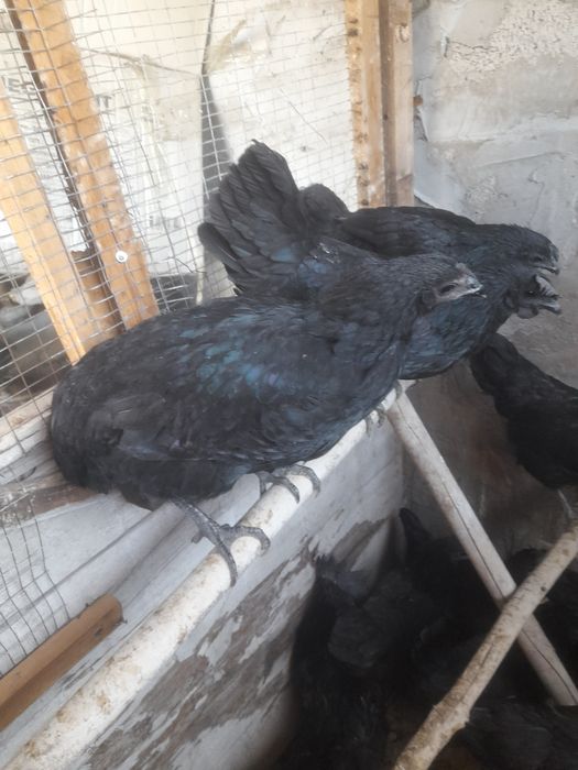 Продаю  черных курочек