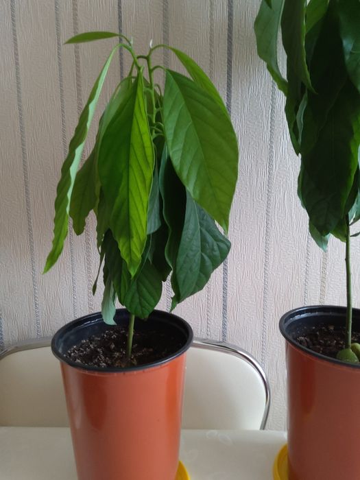 Продам комнатные растения