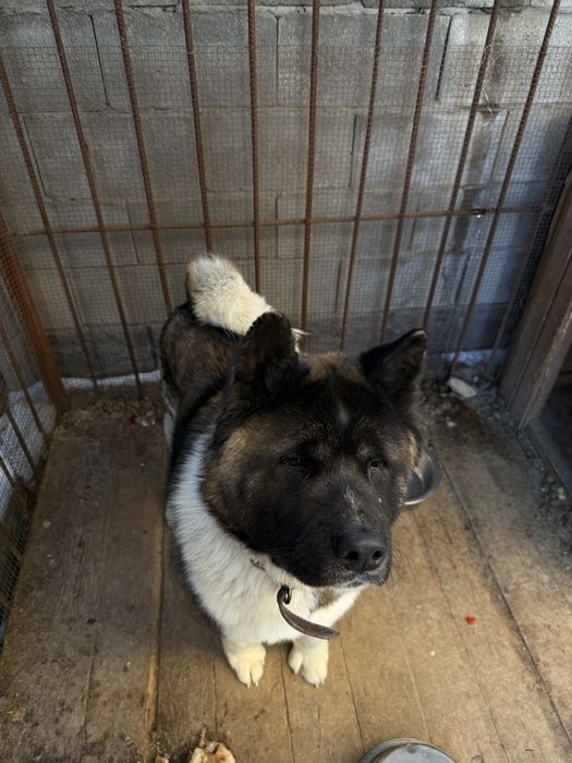 Акита амереканская