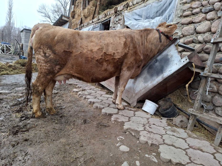 Стельная корова ...