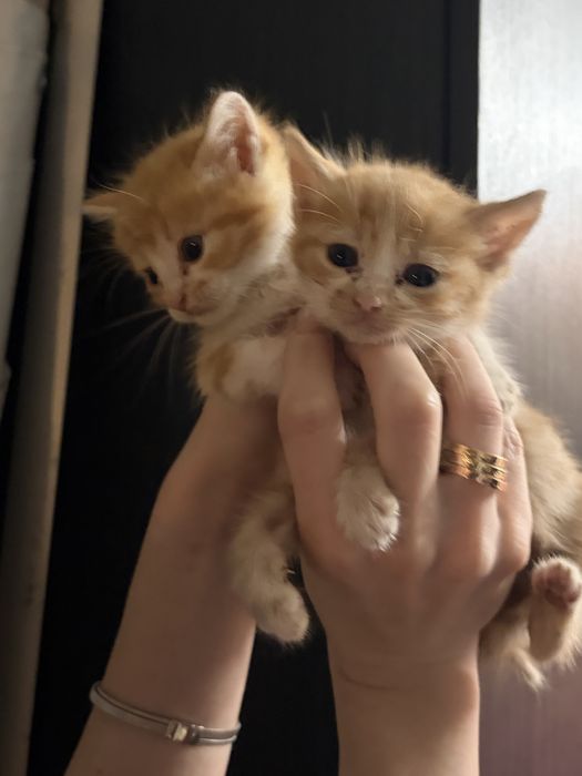 Котенца за осиновяване
