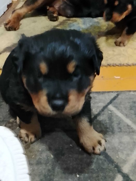 Продам щенков породистые