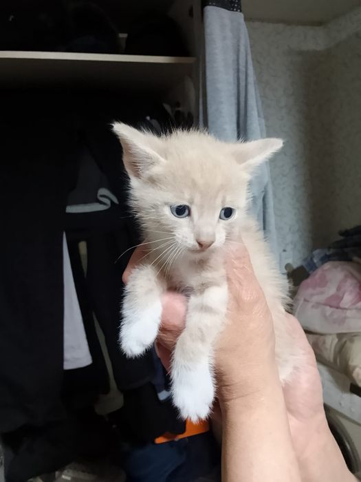 Отдам даром котят
