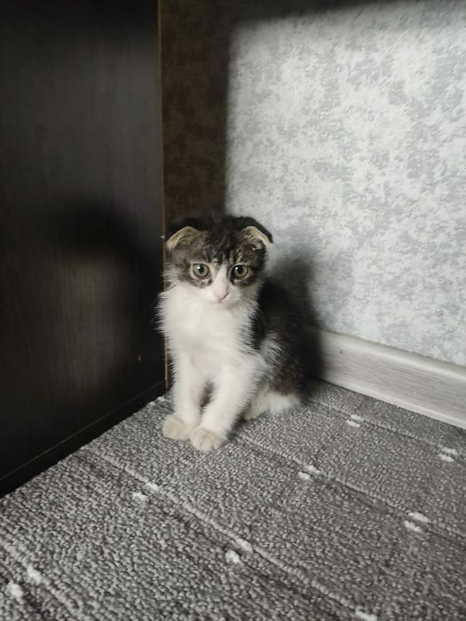 Продам котёнка веслоухава