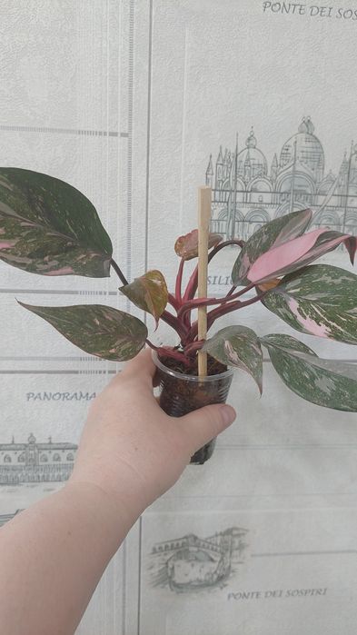 Продам цветы домашние Актобе