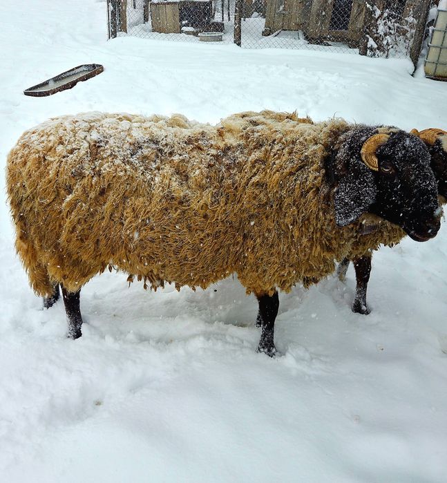 berbec de rasă carabaș
