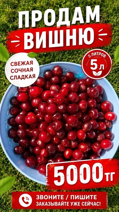 Продам Вишню 10 л 6000тг