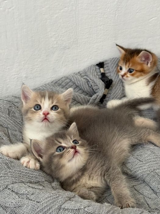 Продаются котята шиншилы