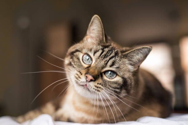 Pet Sitter & Cat Sitter de încredere în Târgoviște – Îngrijire din suflet, de la un iubitor de animale la altul!
