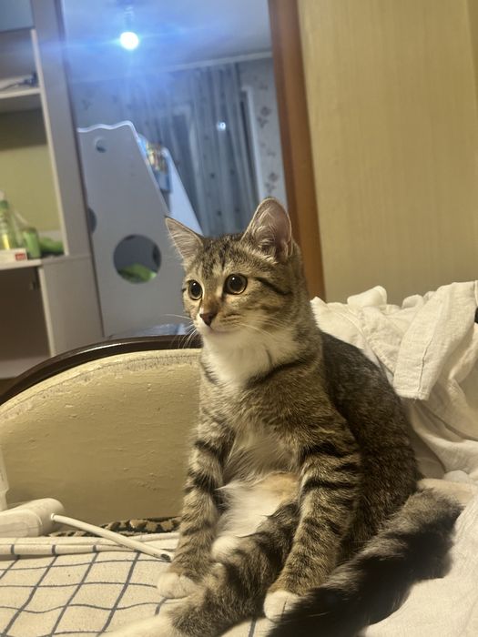 Отдам котеночка в добрые руки