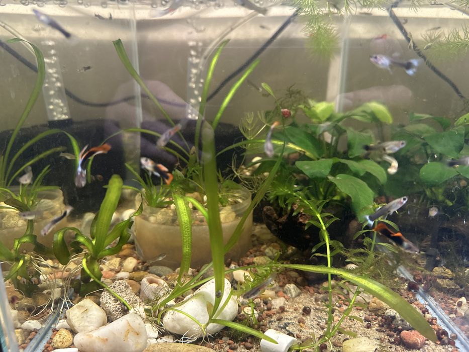 Pești si plante acvariu