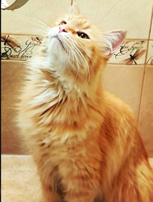 Отдам кошку ч хорошие руки.