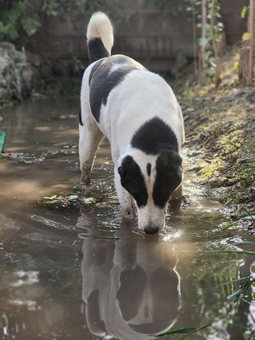 Собаки соглом нархи 5 миллион сум.