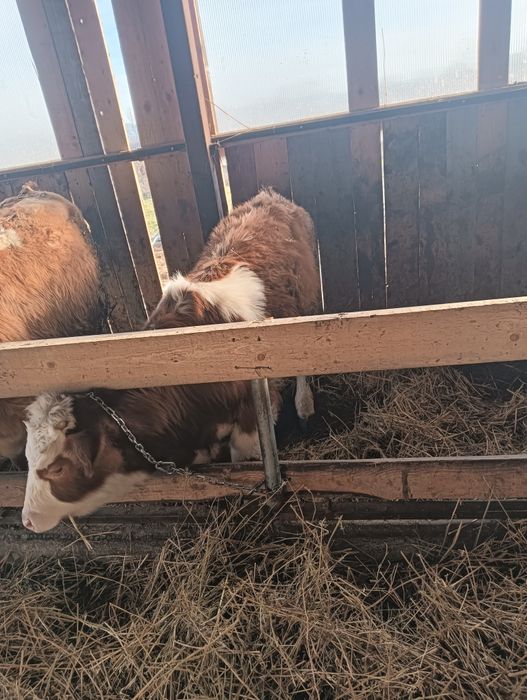 Vând doi viței. vițea metiș de angus cu bălțată și un vițel de bălțată