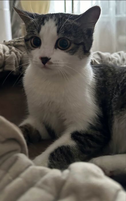 Кошечка Бэлла , 1 годик