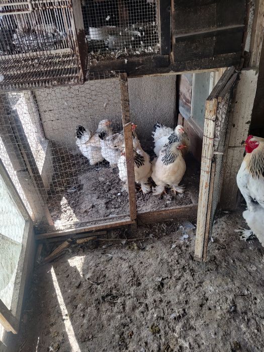 Vând oua pentru incubat