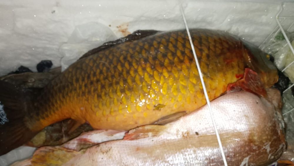 Рыба Сазан,судак,щука