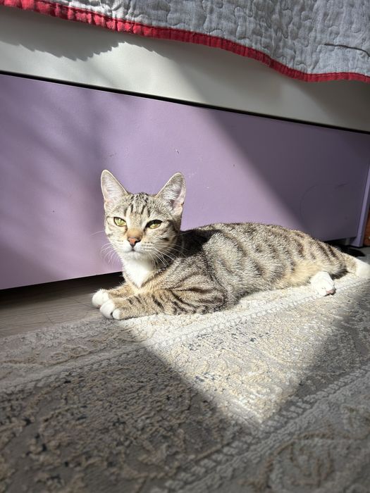 ищем кота для вязки