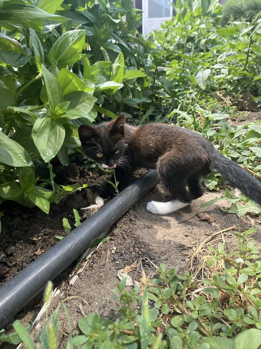 Отдам котенка мальчик