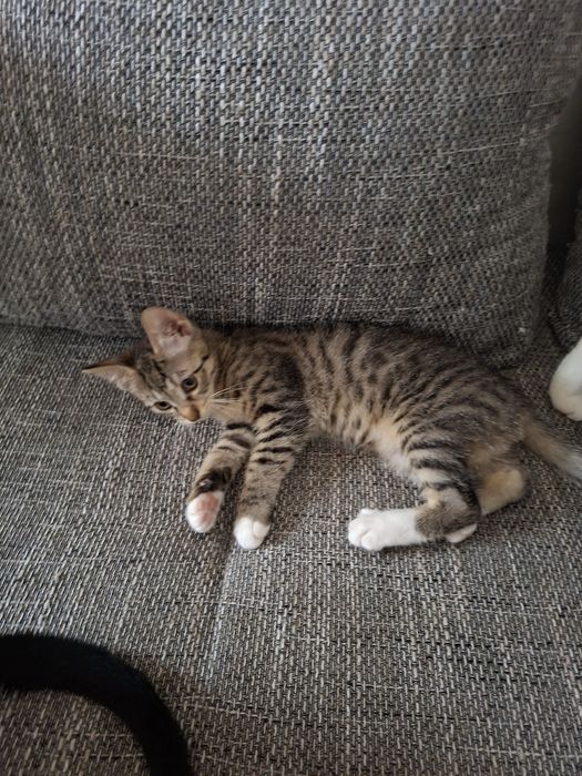 Adoptii   pui pisica