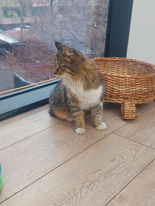 Котенок девочка Ташкент