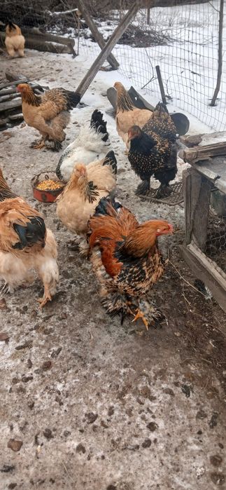 Ouă pentru incubat de la găini brahma