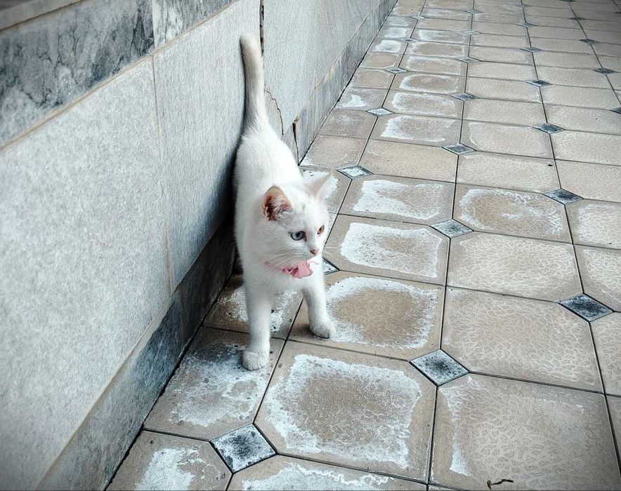 Продается котенок девочка с разными цветом глаз, Мушук боласи сотилади