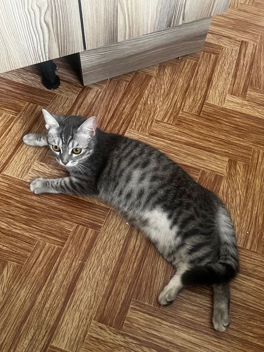 Отдам кошку в добрые руки