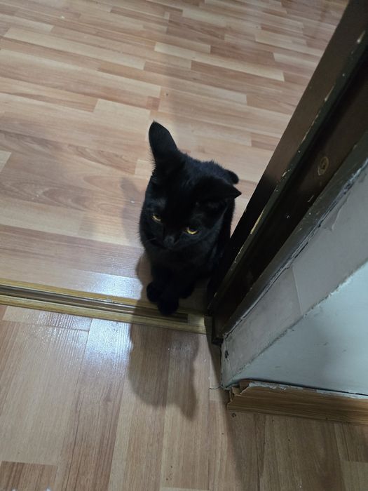 Turk angora mushuklari 2 oylik sotiladi