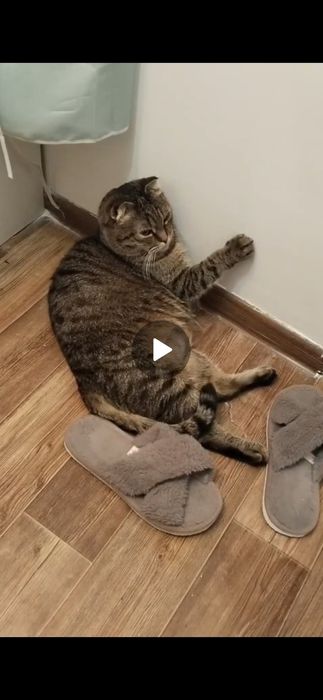 Потерялся кот вислоухий