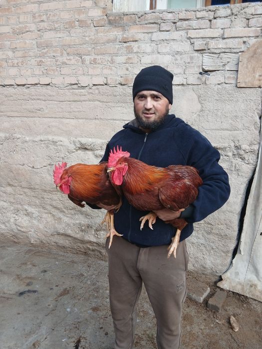 Хан хяп товуклар бор 80та тухм кляпти