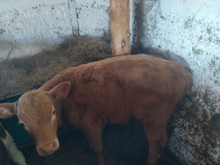 Продам телёнка 2 месяца