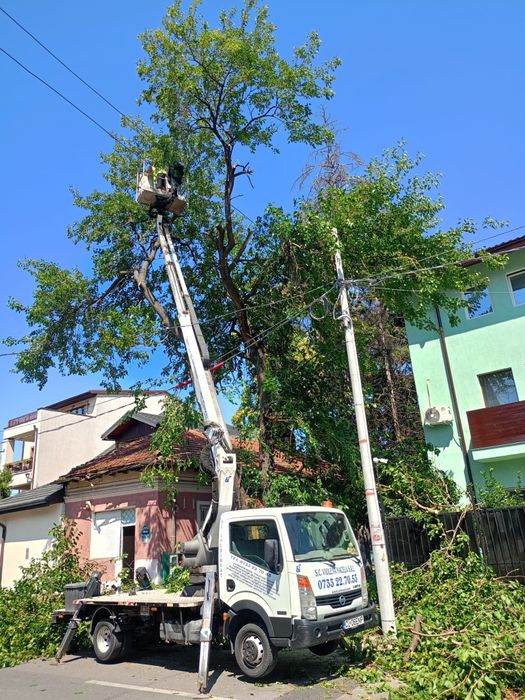 Tăiere copaci/toaletare arbori înalți oriunde cu plăcere