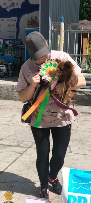 Вязка. Кобеля Чихуахуа