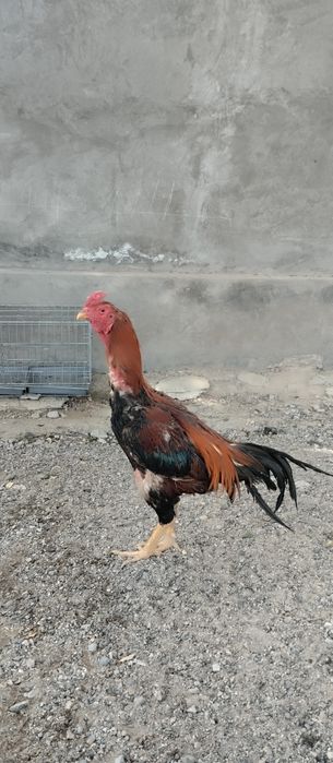 Корея Зот туллаги 2