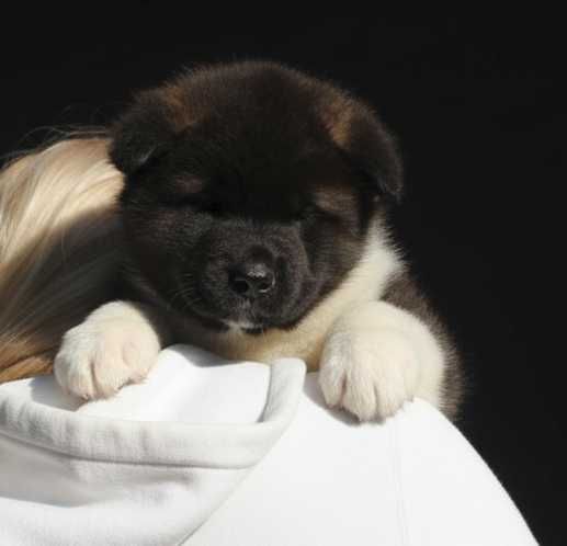 Щенок американской акиты, девочка