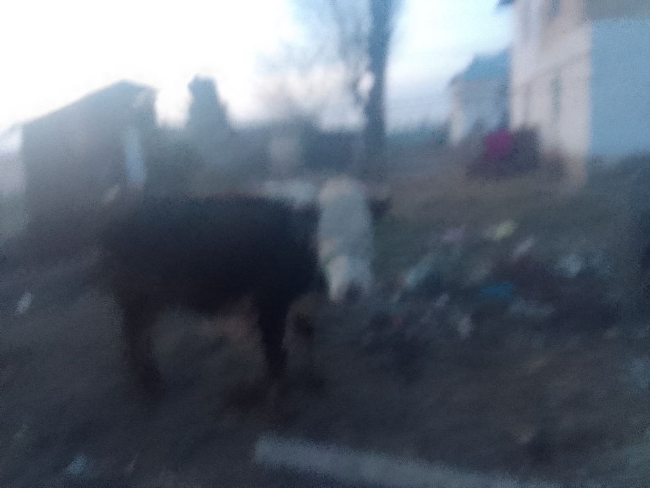 Сиыр сатылады сутти линиадан сатылып тур