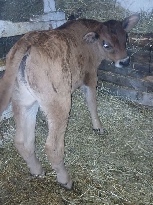 Vând viței de rasă brun și bălțată românească.