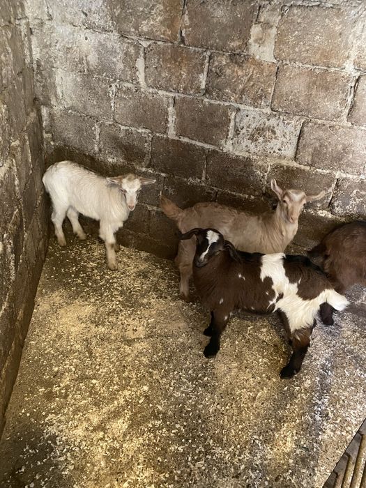 Iezi/miei de vanzare