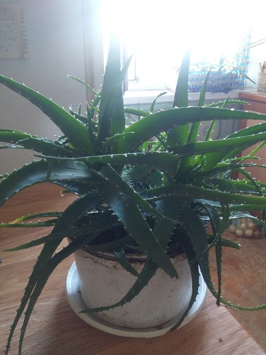 Комнатные растения