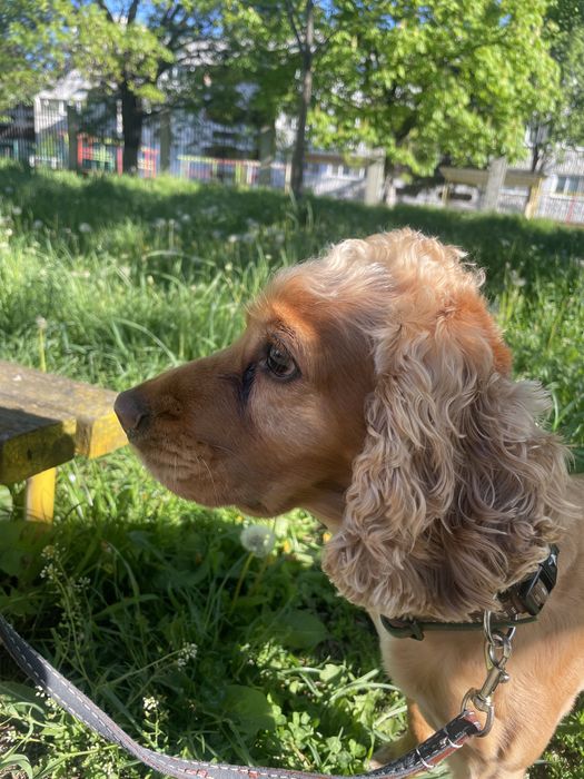 Разхождам кучета | ж.к. Младост