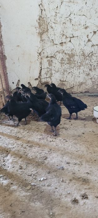 Австролорп румыния