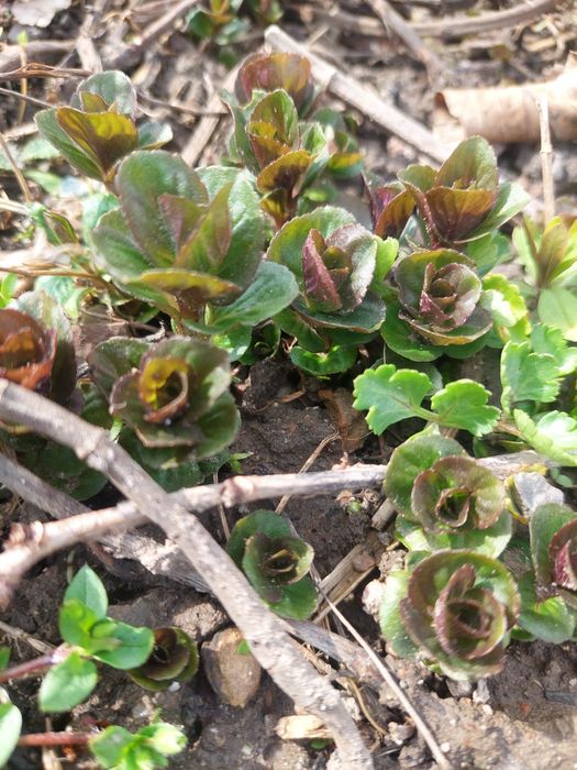 Ментоловая мята.