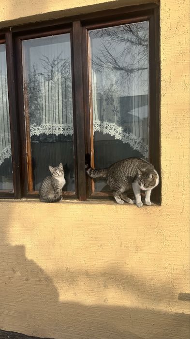 Отдам кошек в добрые руки