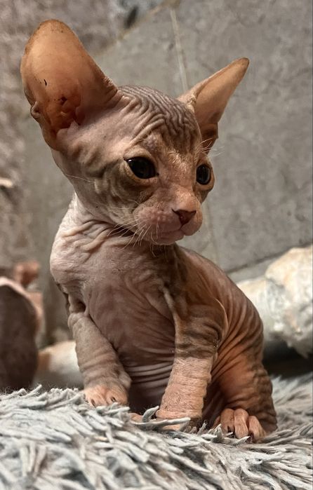 Продам котят Донского сфинкса