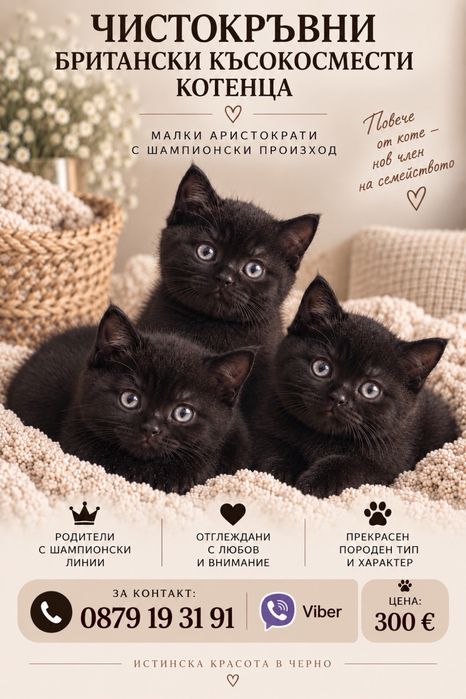 Продавам Британски котета