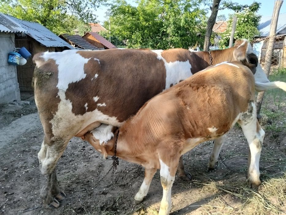 Vând vacă bălțată românească cu vițea după ea