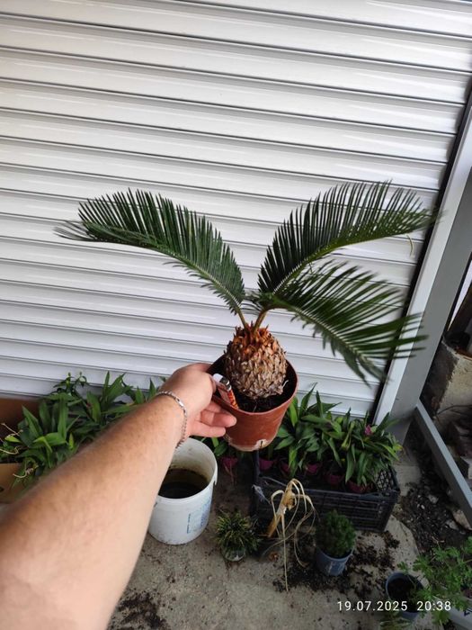 Цикас - Палма ,,