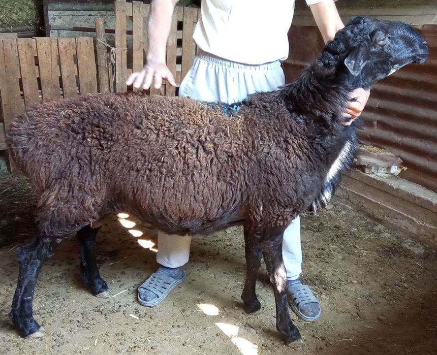 Қошқарлар сатылады 6 бас!!!